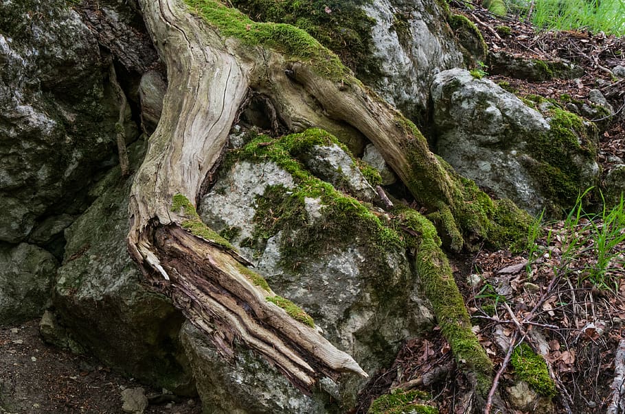 root, forest, nature, tree root, moss, trees, plant, rock, rock - object HD wallpaper