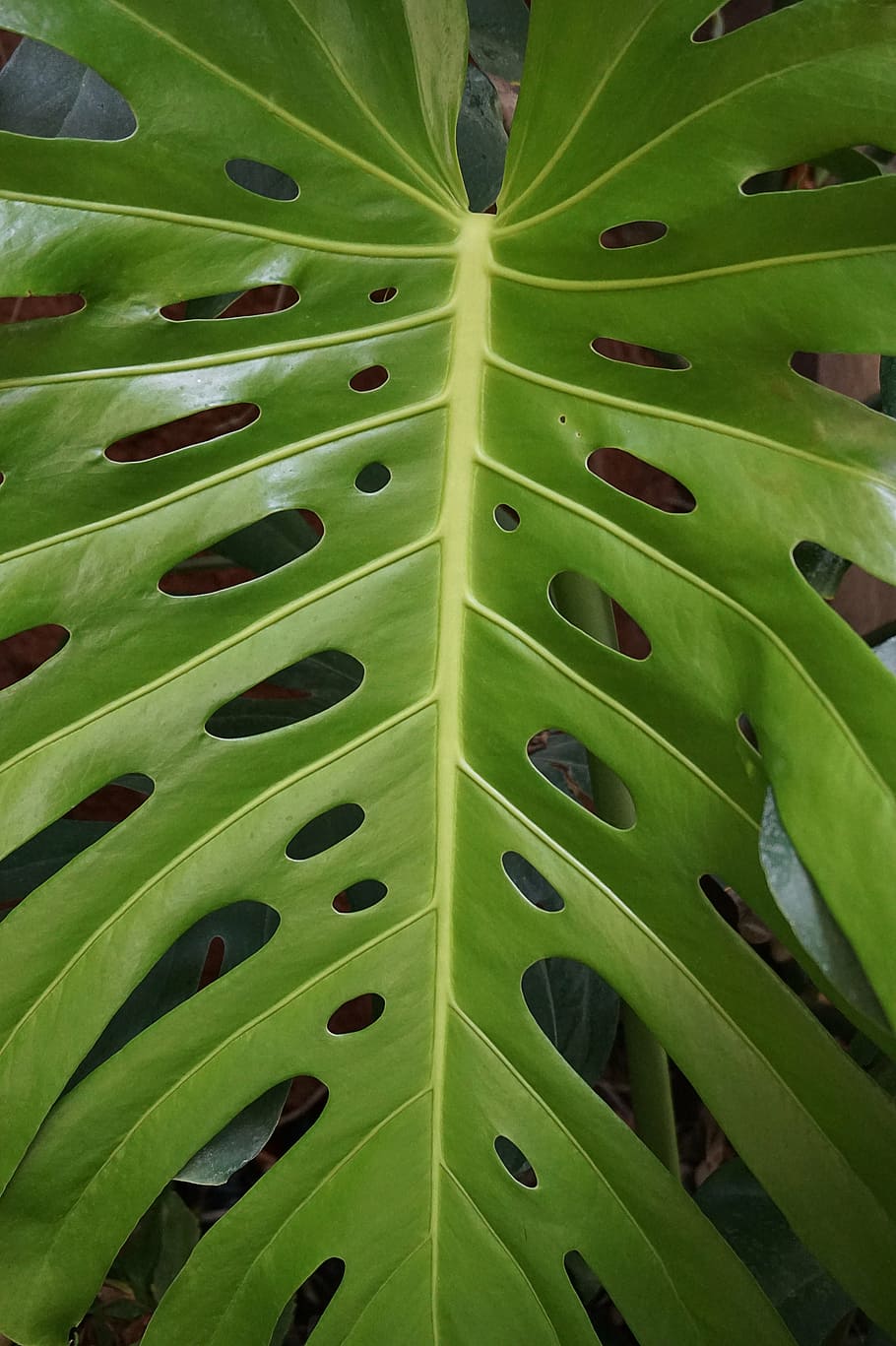 leaf, green, p, plant, green leaf, leaves, green color, plant part HD wallpaper