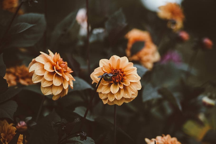 Orange Dahlia, yellow flowers in bokeh photography, macro, nature HD wallpaper