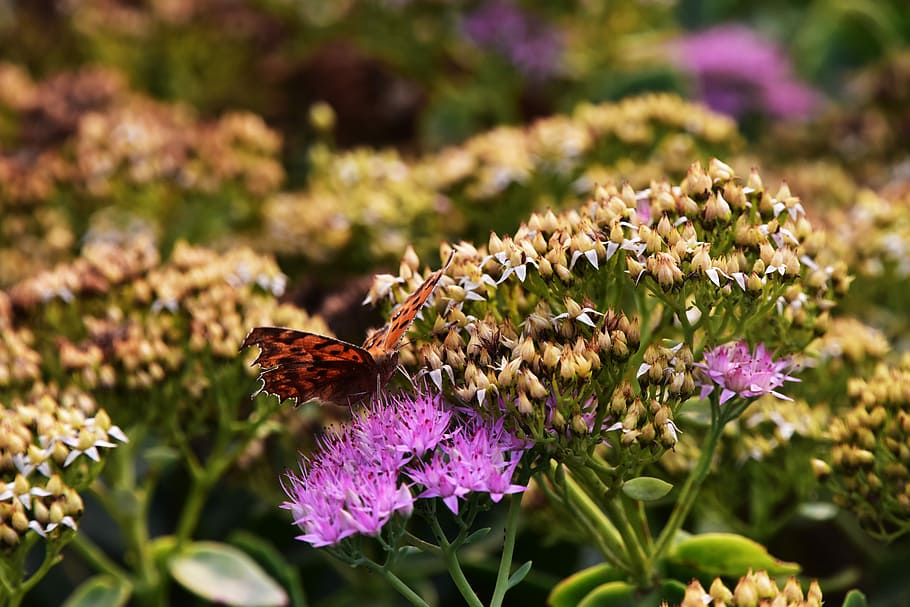 Butterfly, Flowers, Spring, Life, beautiful, purple, nature HD wallpaper