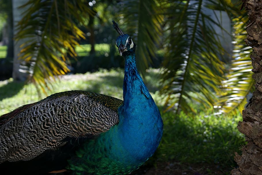 peahen beside palm tree, miami, peacock, rainforest, nature HD wallpaper