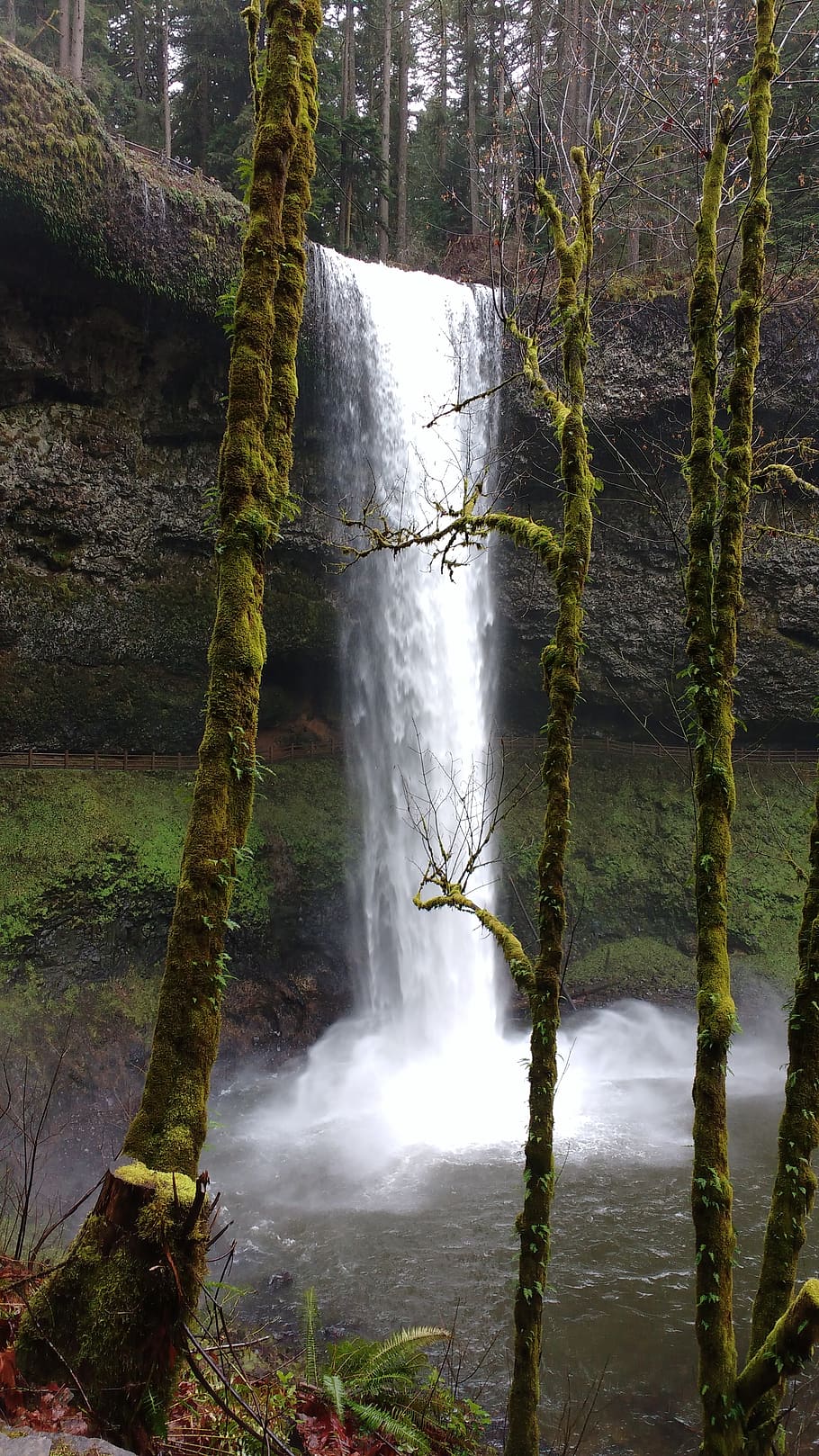 waterfall, oregon, beauty in nature, scenics - nature, forest HD wallpaper