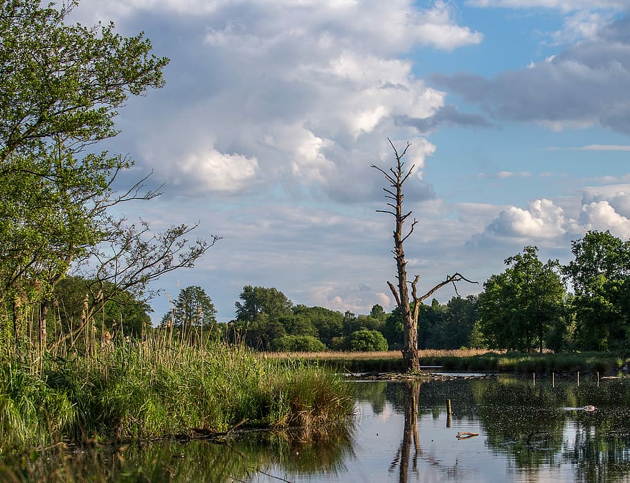 waters, nature, reflection, tree, plant, sky, cloud - sky, tranquility HD wallpaper
