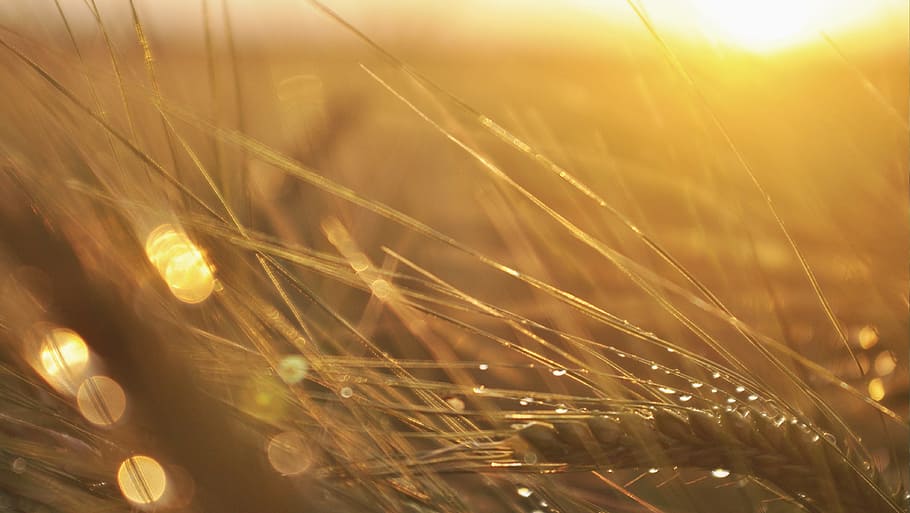 brown wheat in shallow-focus shot, Barley, Corn, Sunset, Village HD wallpaper
