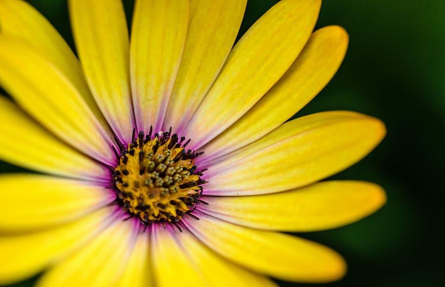 close photography of yellow and purple petaled flower, closeup photography of yellow osteospermum flower HD wallpaper