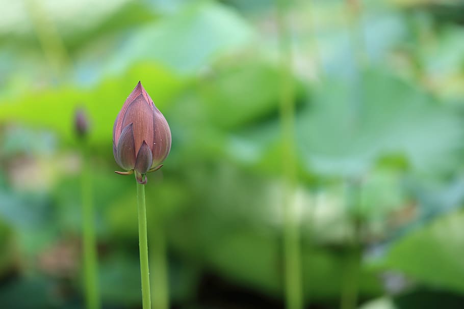 shallow focus photography of pink petal flower, flora, inflorescence HD wallpaper