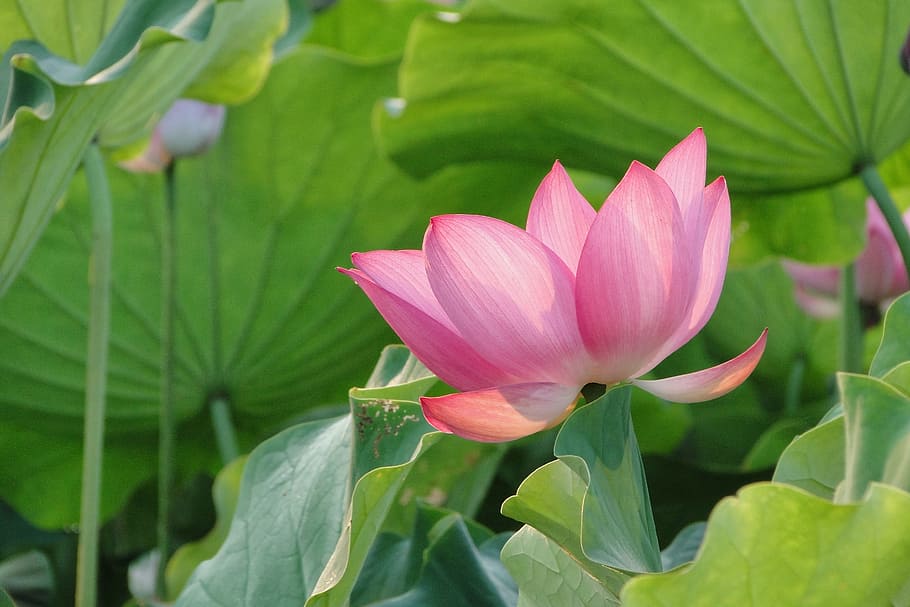 pink lotus flower in bloom closeup photography, summer, flowering plant HD wallpaper