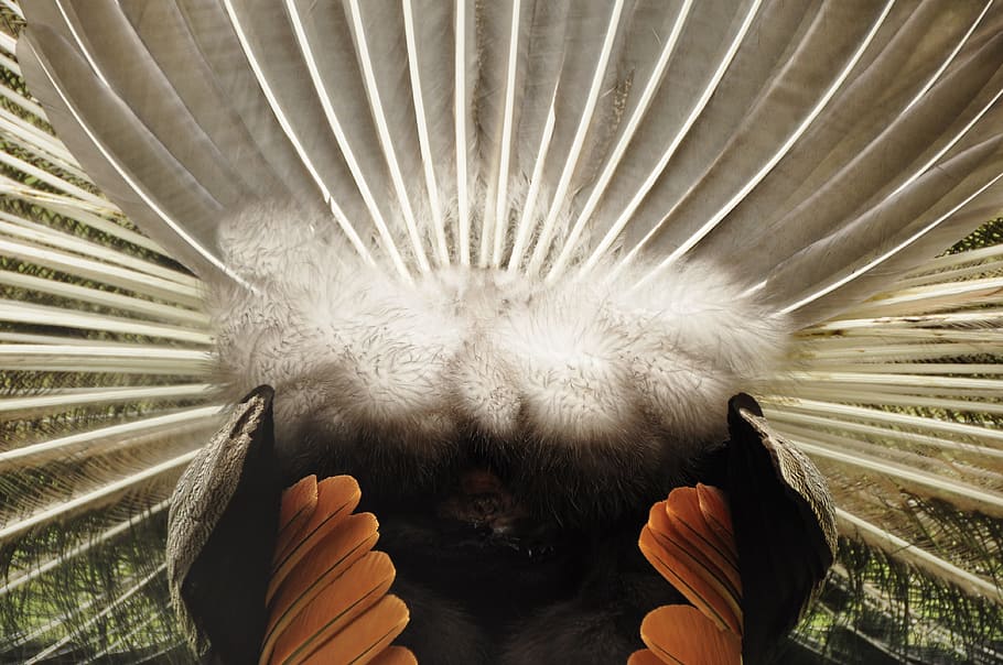 rear view, peacock, bird, close-up, human body part, one person HD wallpaper