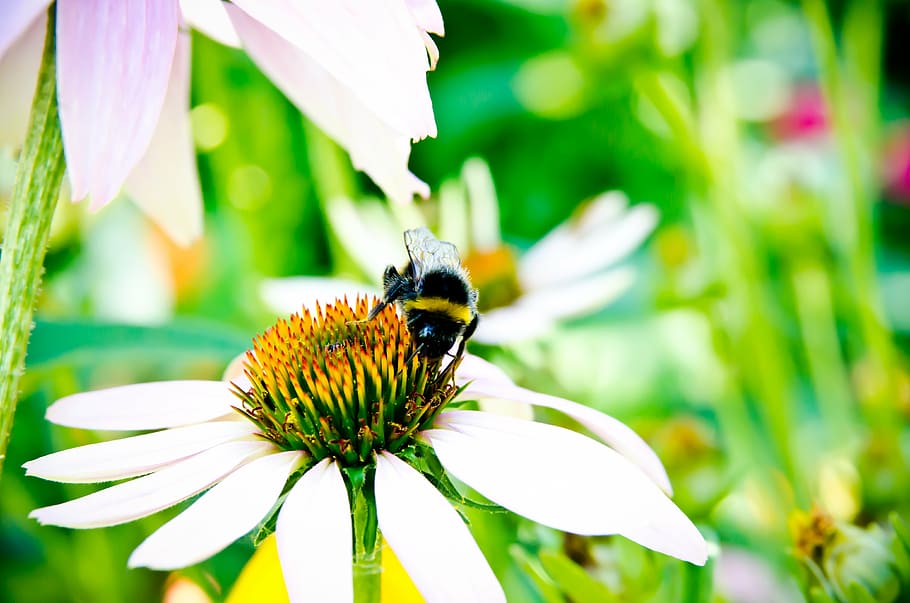 bee, bee collectiong pollen, bumblebee, flower, green, insect HD wallpaper