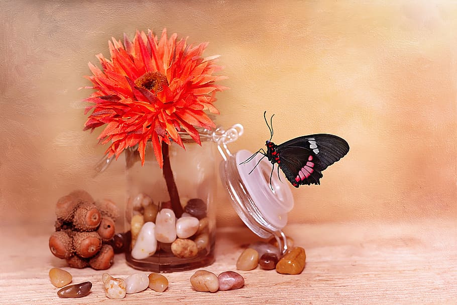black and pink butterfly perched on clear glass lid with orange clustered flower, HD wallpaper