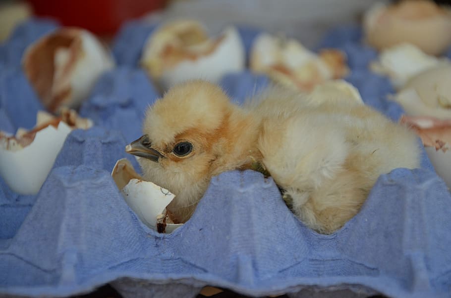 Chicken, Eggshell, Yellow, fish, close-up, animal themes, no people HD wallpaper
