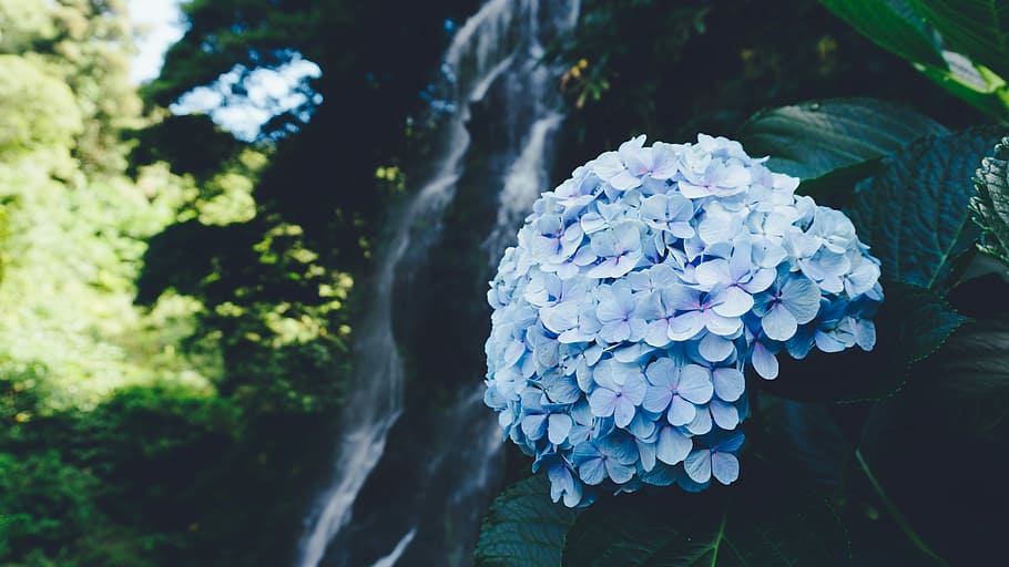 shallow focus photography of white flowers near waterfalls during daytime, blue flower in bloom HD wallpaper