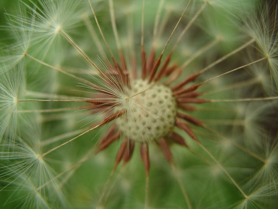 dandelion, seed, summer, bloom, macro, botanical, weed, flower HD wallpaper