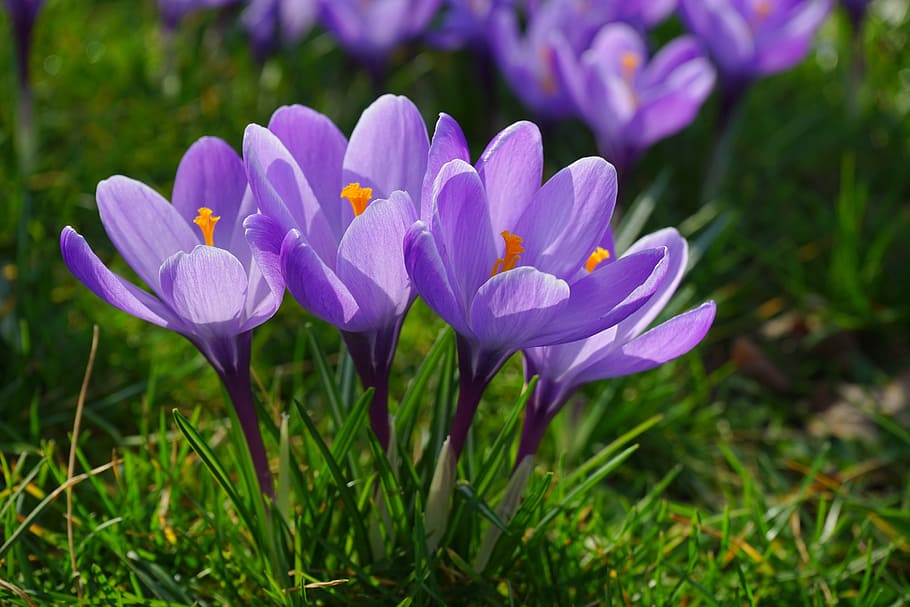 purple crocus flowers, Plant, Spring, frühlingsblüher, violet HD wallpaper