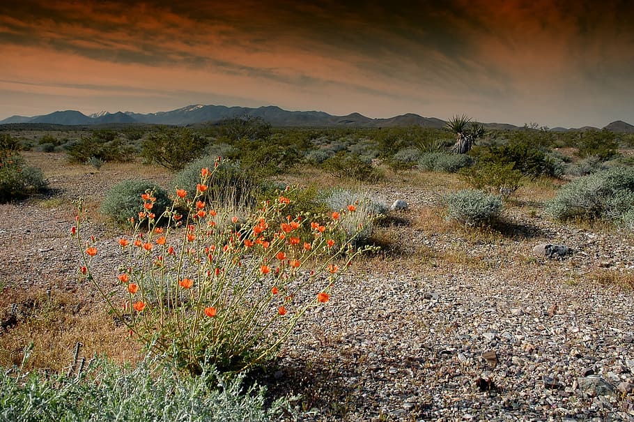 nevada, landscape, scenic, sky, clouds, mountains, plants, nature HD wallpaper