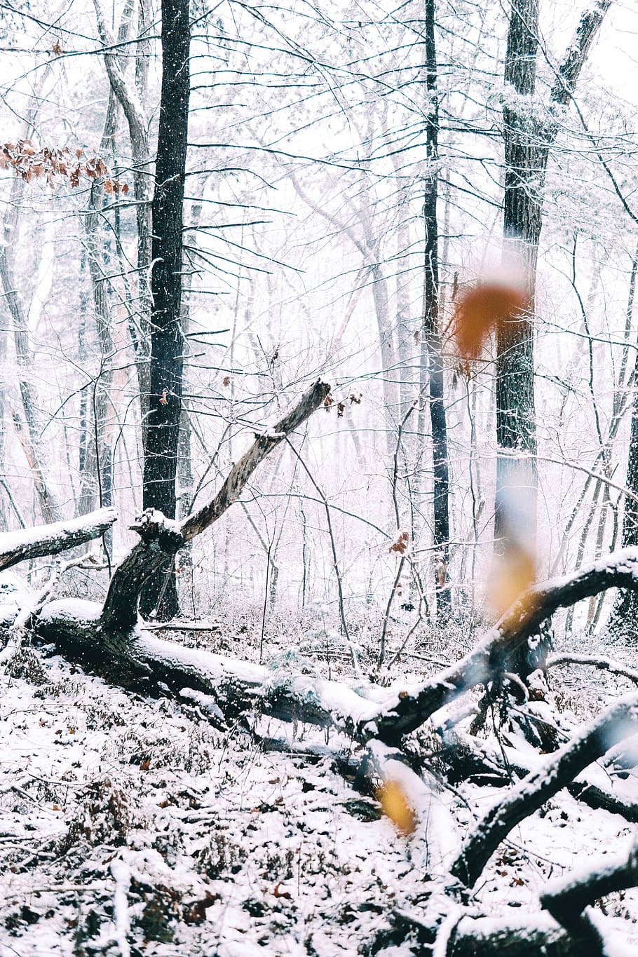 Lost in a Snow Storm, dead trees covered in white snow, winter HD wallpaper