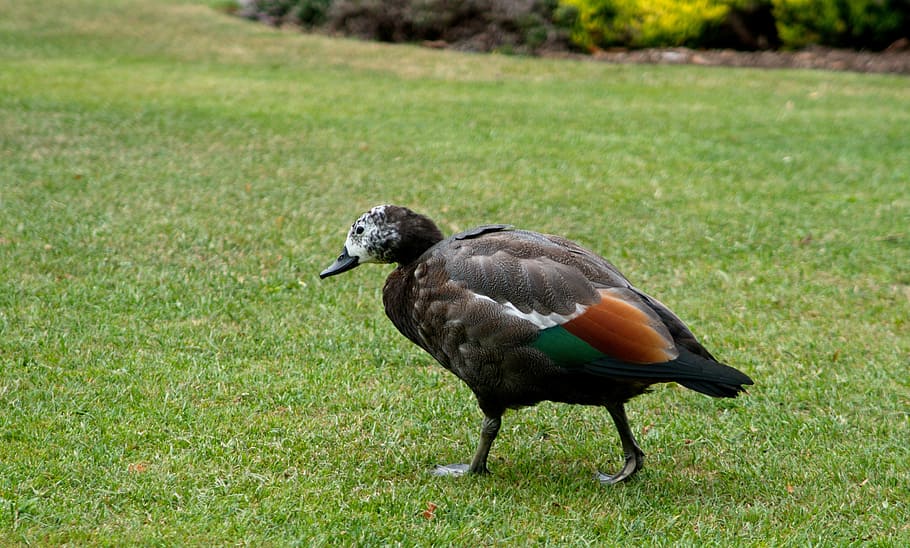 duck, bird, grass, nature, beak, natural, waterbird, christchurch HD wallpaper