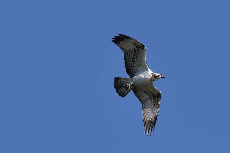 osprey, bird, biesbosch, animal wildlife, animals in the wild HD wallpaper