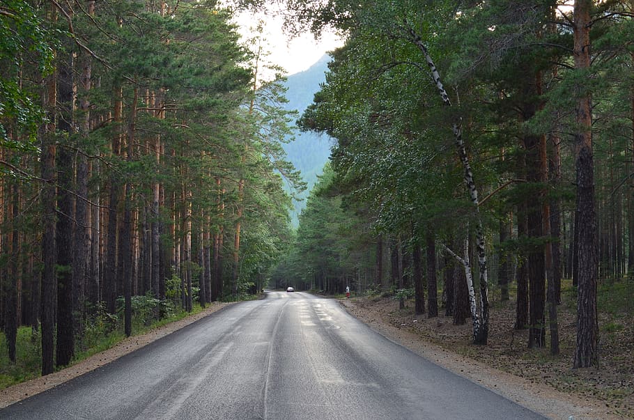 road, tree, direction, wood, plant, the way forward, transportation HD wallpaper