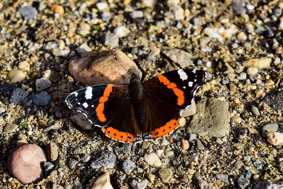 butterfly, admiral, noble, flutter, insect, public record, animal wildlife HD wallpaper
