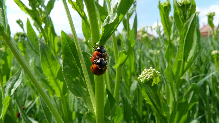 ladybug, beetle, grass, plant, invertebrate, insect, green color HD wallpaper