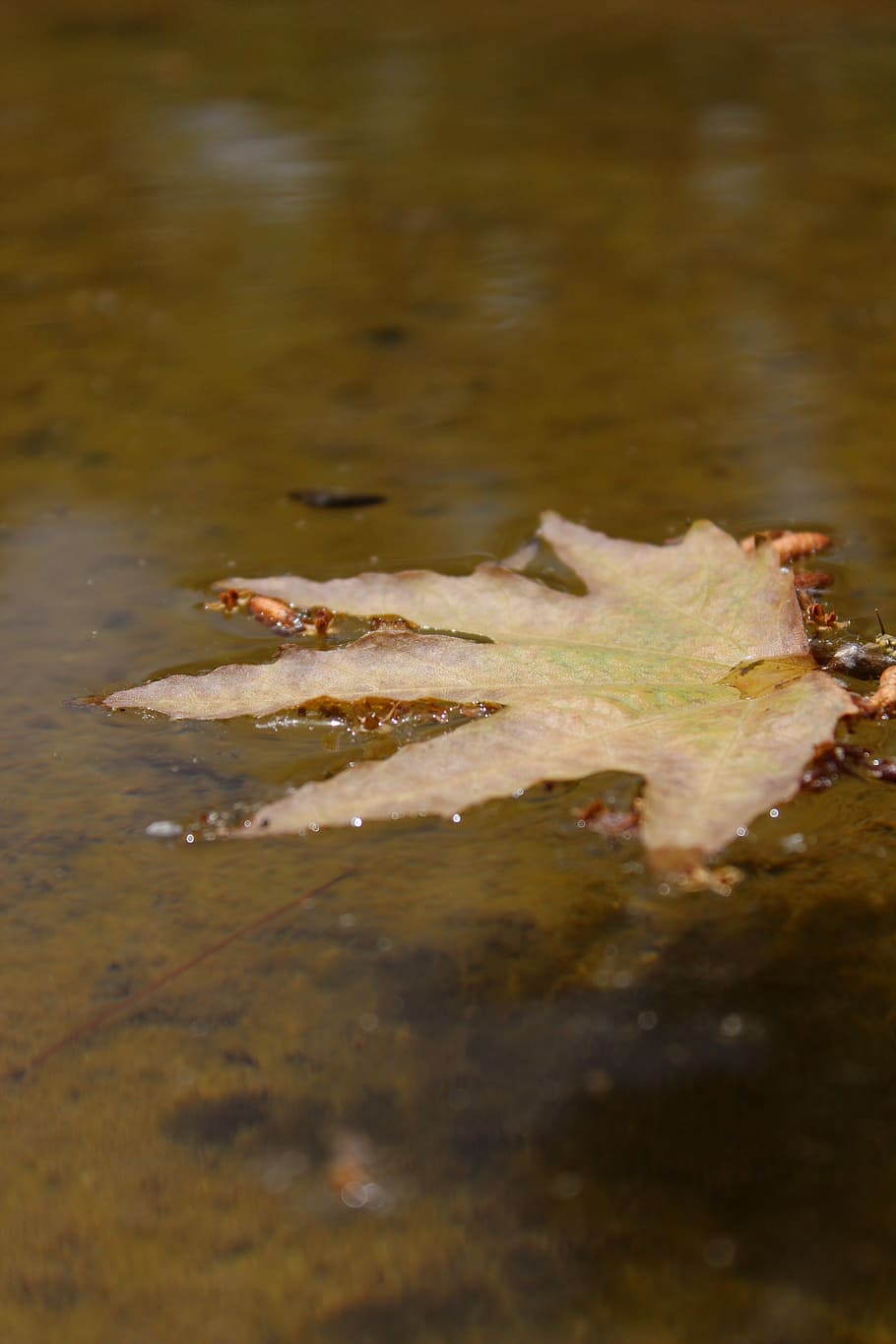 flow, tree, water, river, leaf, leaves, nature, autumn, wet HD wallpaper