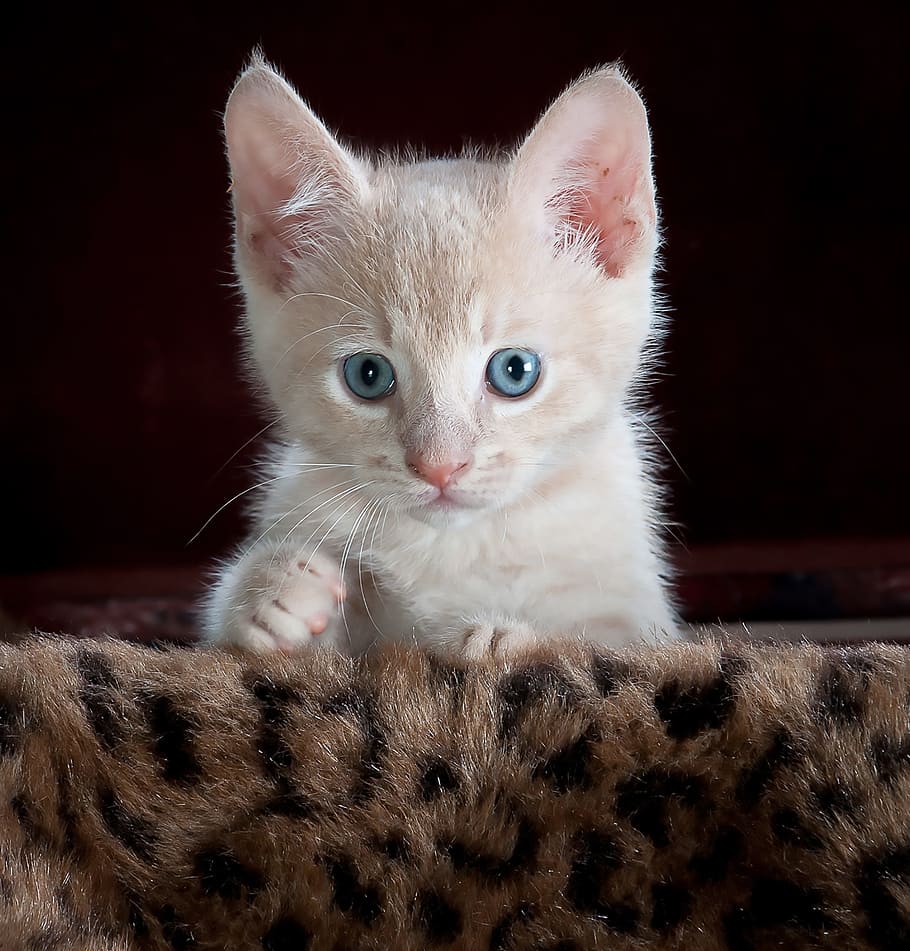 white kitten on brown and black leopard print textile, kitty