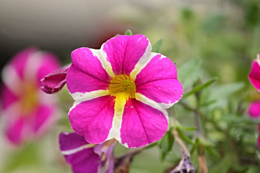 petunia, garden petunia, solanaceae, pink, nachtschattengewächs, HD wallpaper