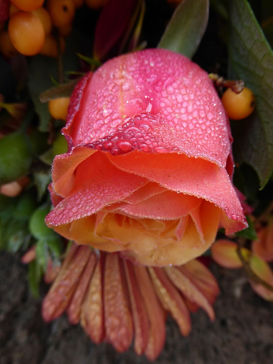 pink rose, dew, macro, drops, close-up, freshness, growth, no people HD wallpaper