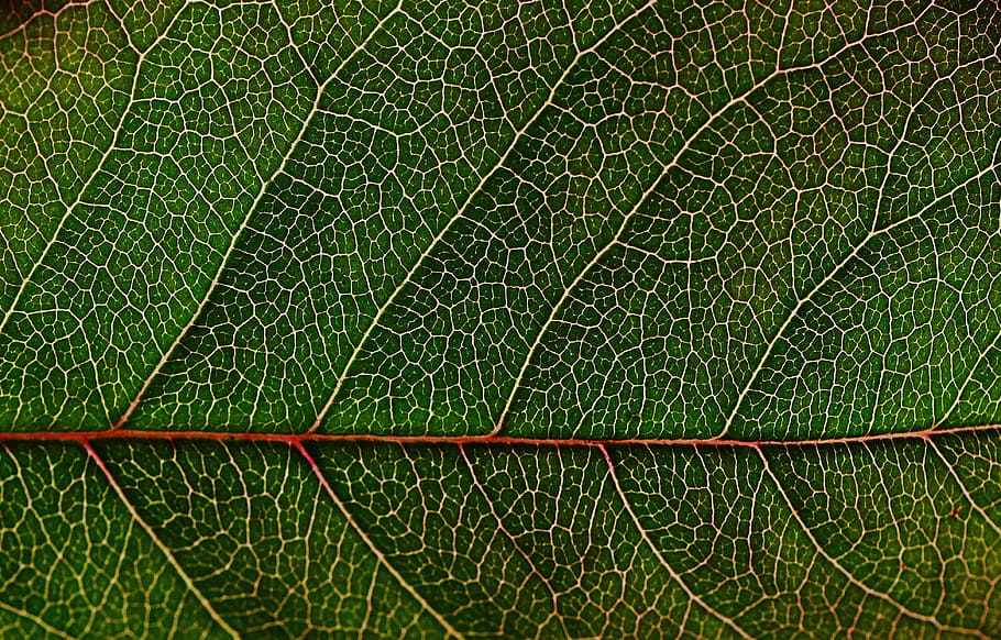 close-up, green, leaf, macro, pattern, texture, veins, nature HD wallpaper