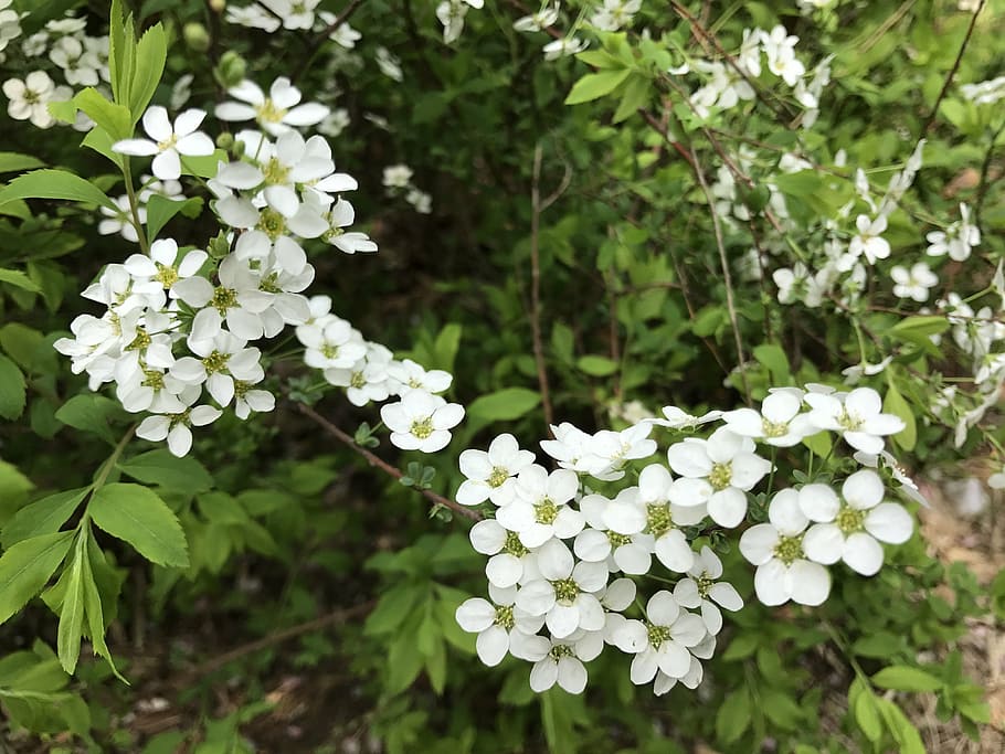 Meadowsweet 1080P, 2K, 4K, 5K HD wallpapers free download | Wallpaper Flare