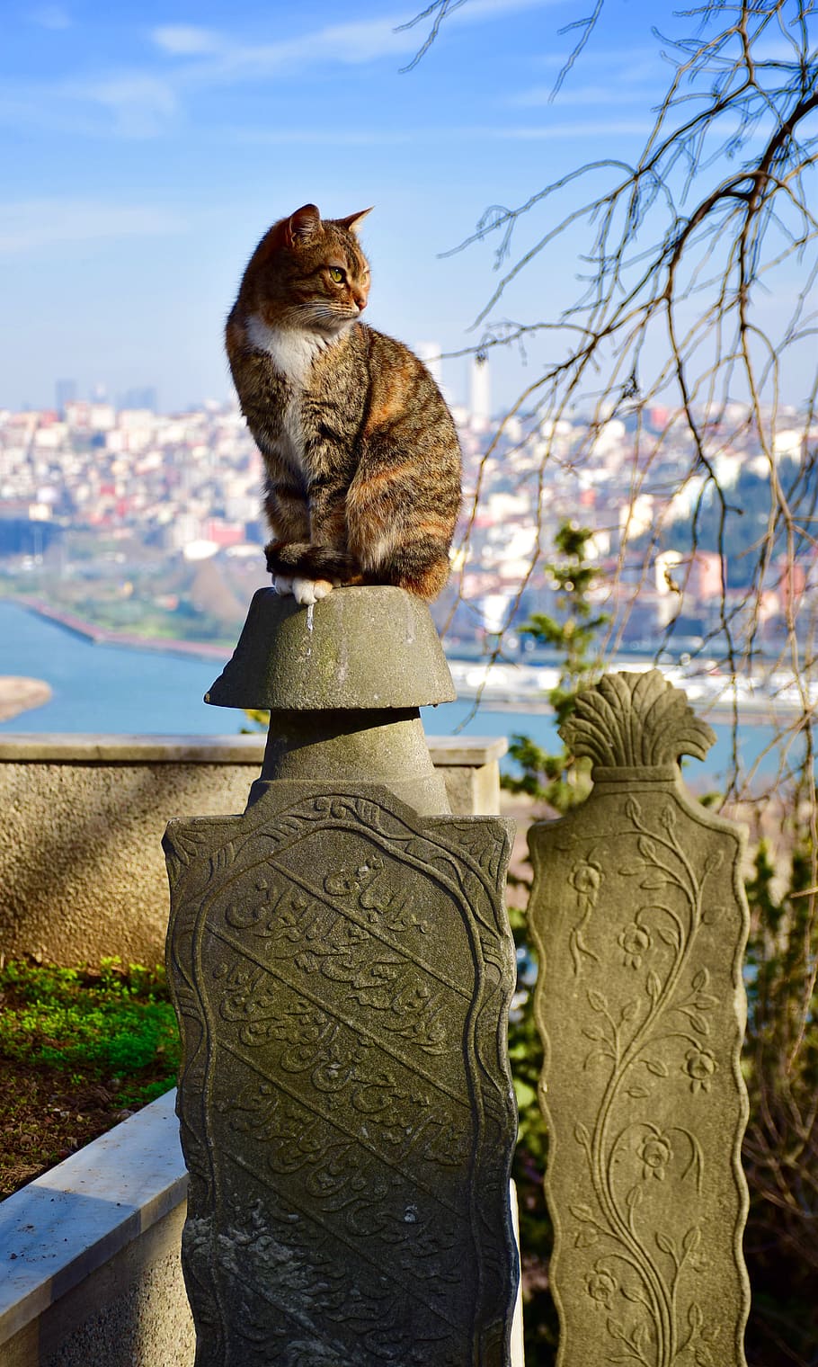 istanbul, eyüp, pierre loti, cat, cemetery, portrait, animal, HD wallpaper