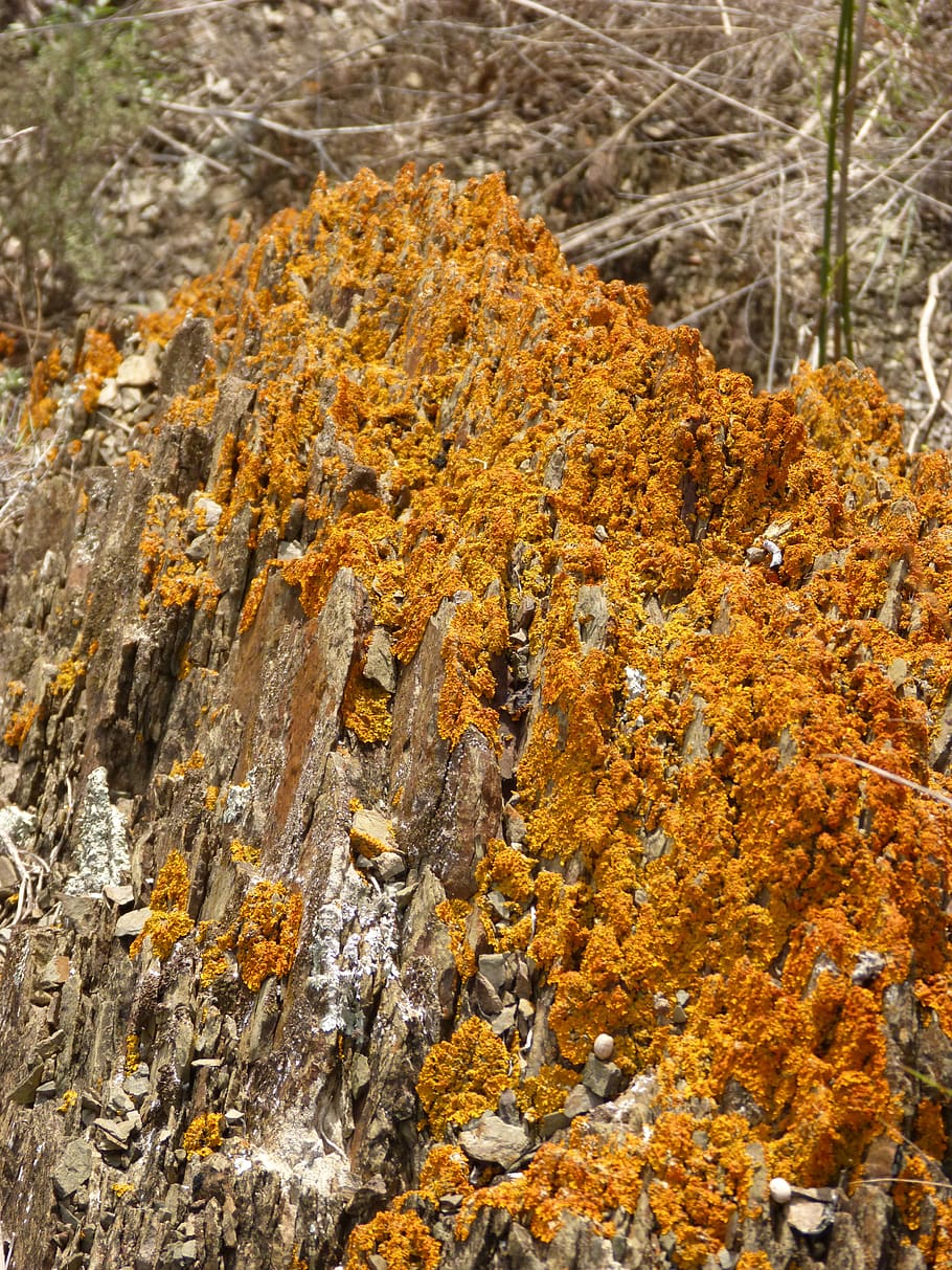 lichen, rock, orange, no people, nature, day, rock - object HD wallpaper