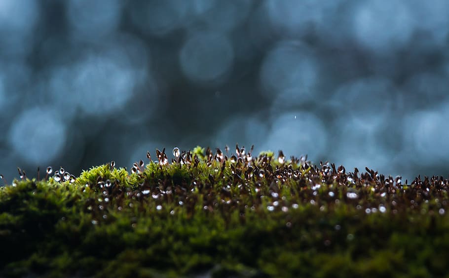 moss, rosa, bokeh, drops, macro, selective focus, growth, plant HD wallpaper