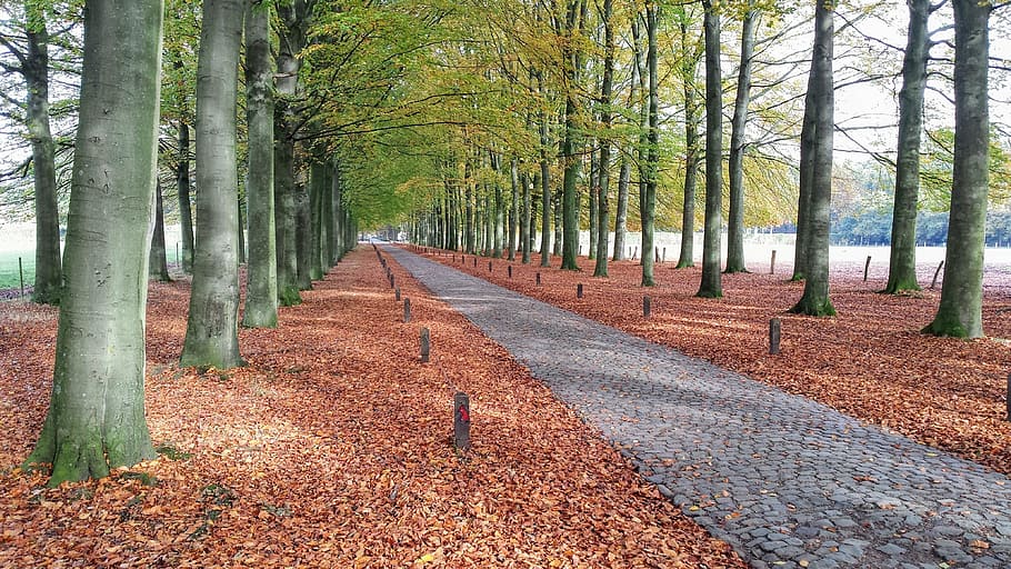 forest, path, belgium, trees, nature, autumn, landscape, hiking HD wallpaper
