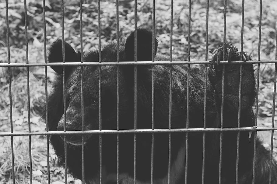 bear, black, captivity, sad, black and white, animals, nature HD wallpaper