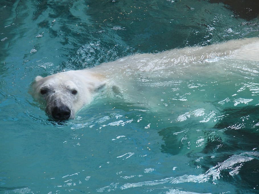 polar bear swimming in water, zoo, wildlife, arctic, fur, ice, HD wallpaper