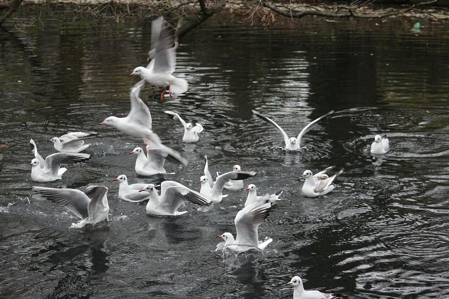 white, ducks, lake, winter, animals in the wild, animal wildlife HD wallpaper