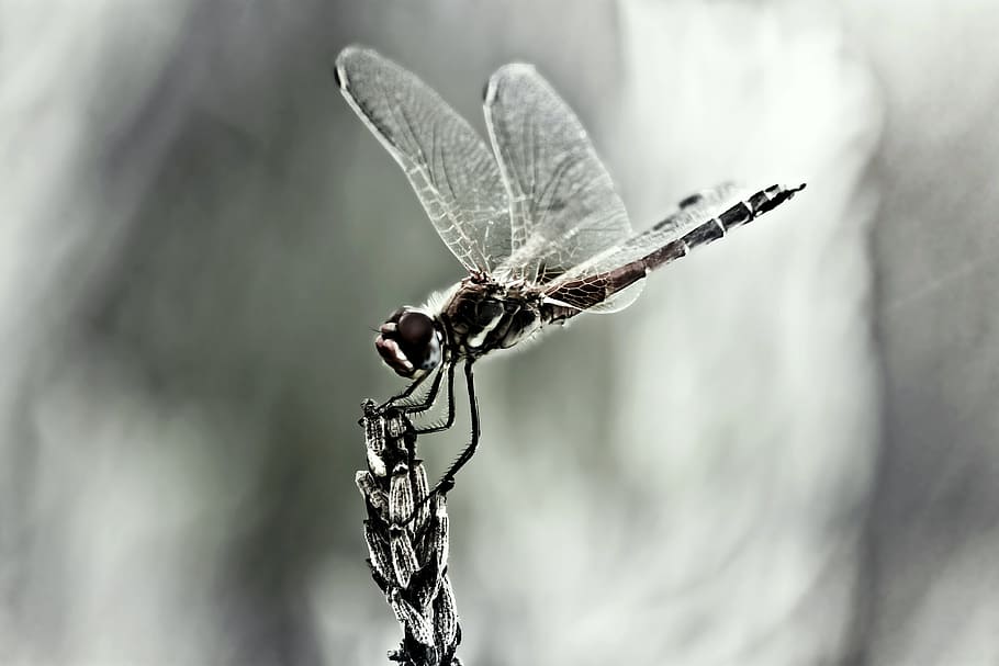 dragonfly, insect, wing, close, invertebrate, animals in the wild HD wallpaper