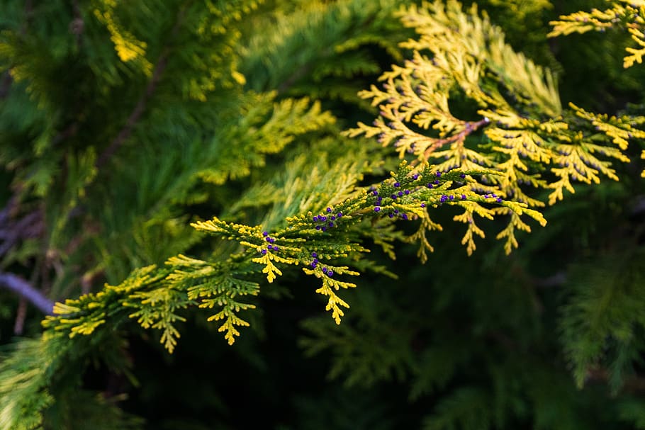 tree, leaf, plant, nature, conifer, evergreen, close up, needle HD wallpaper