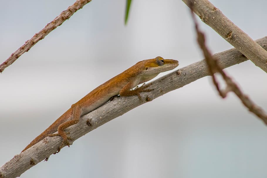 lizard, animals, re, reptile, nature, wildlife, pet, creature HD wallpaper