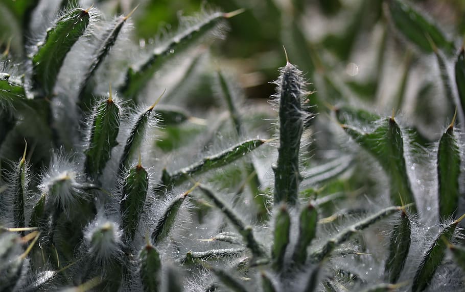 plant, down, green, wild, fluffy, grass, nature, growth, close-up HD wallpaper