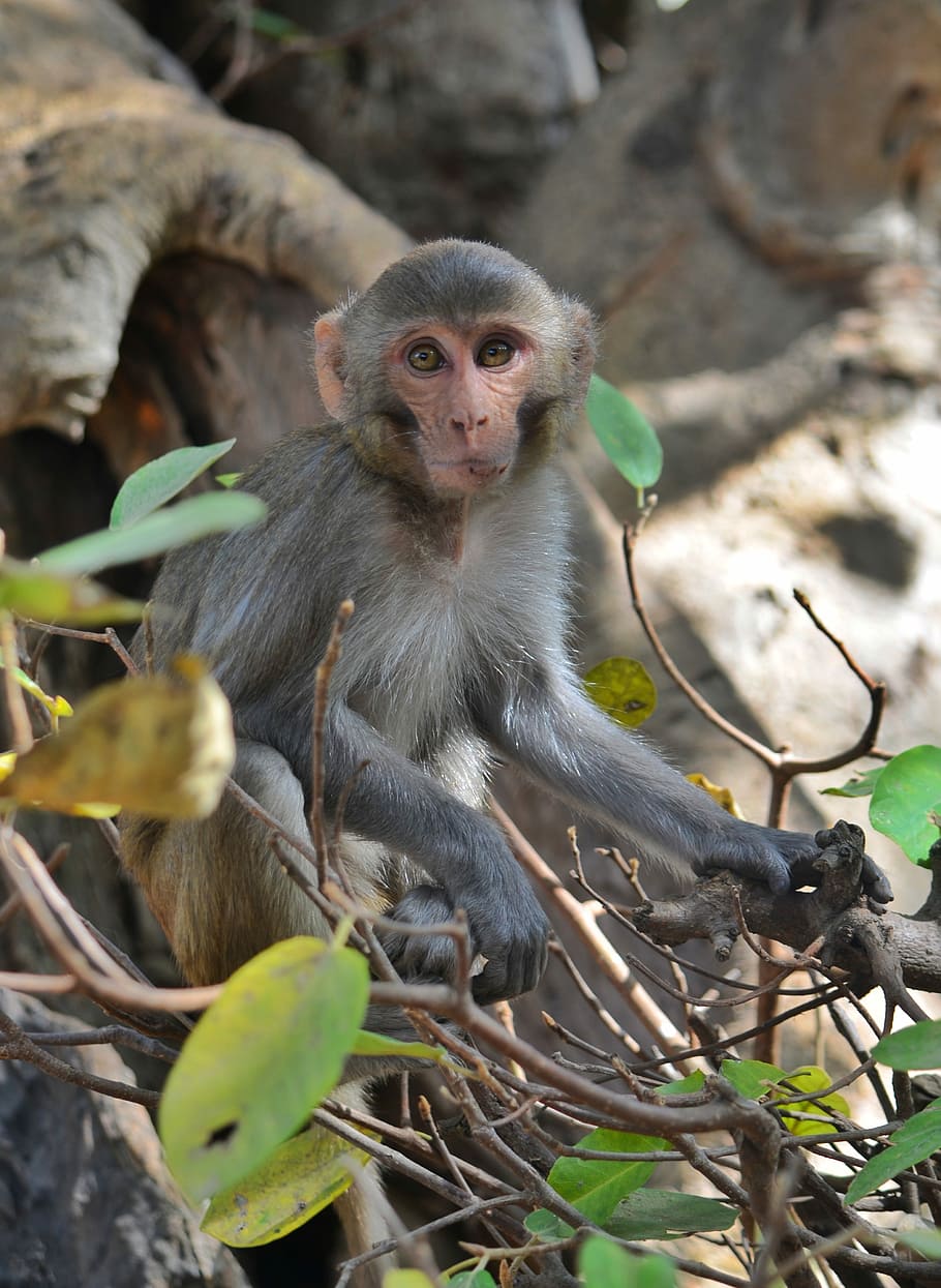 monkey, primate, ape, wildlife, mammal, wild life, natural look HD wallpaper