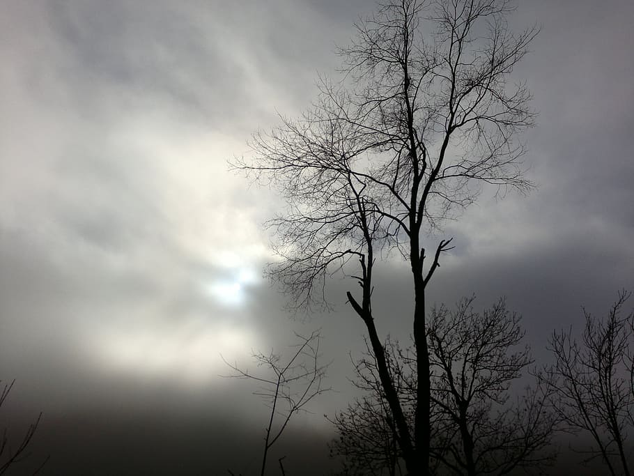 bare trees under gray sky, woods, cloudy, days, clouds, darkness HD wallpaper