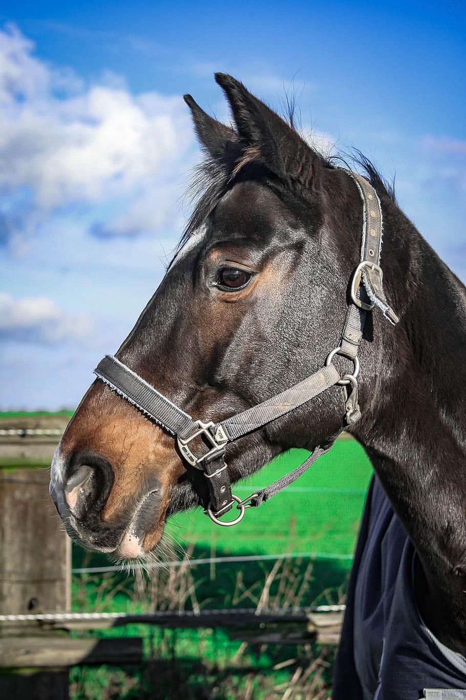 closeup photo of black horse, warmblut, mare, pasture, animal