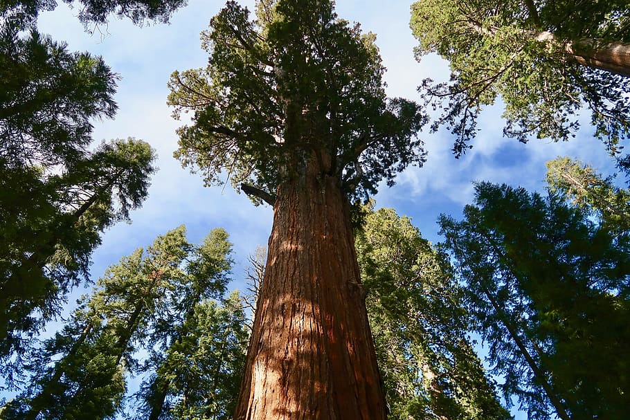 Sequoia, Giant Sequoia, sequoia national park, tree, california, HD wallpaper