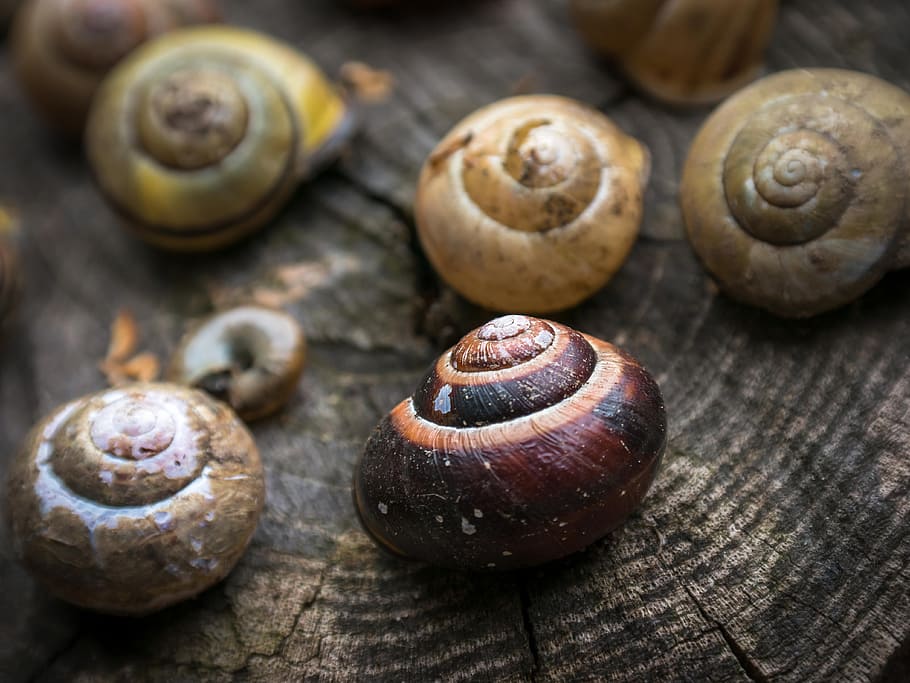 Shell, Snail, Home, Spiral, leave, pulled out, empty, snail shells HD wallpaper