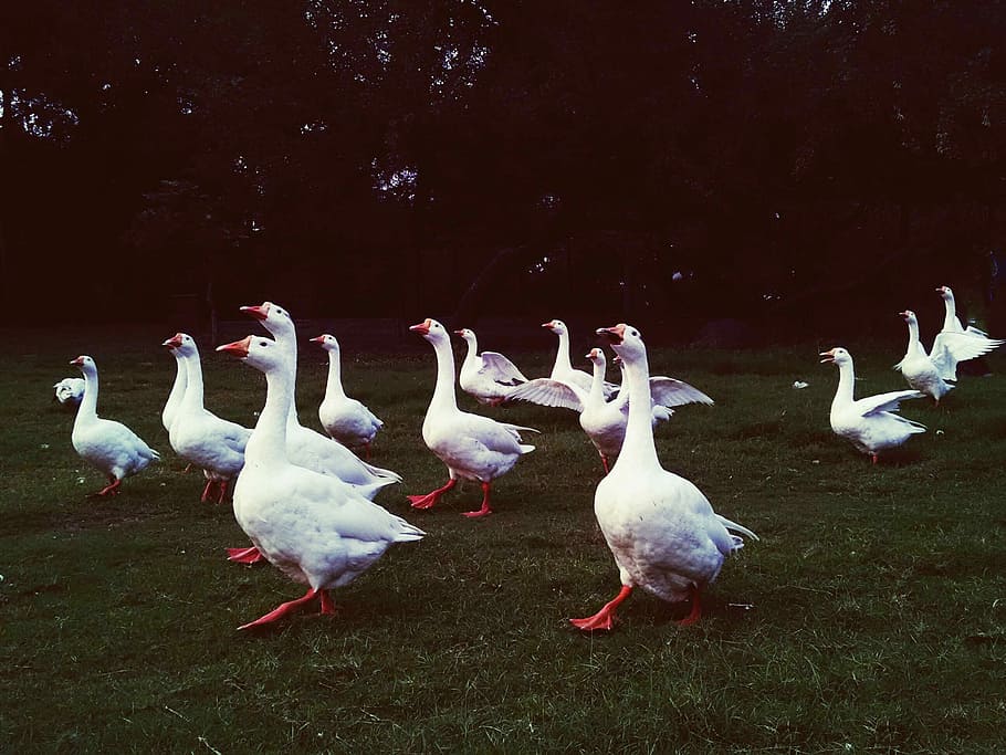 Ducks, White Feather, Flock, park, nature, birds bird, fly HD wallpaper