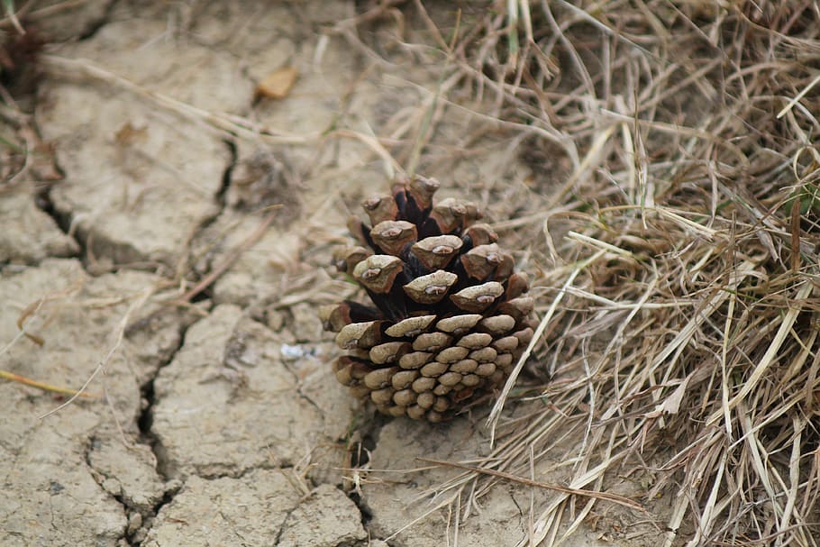 Pine Cone, Ground, Brown, Nature, Autumn, environment, grass HD wallpaper