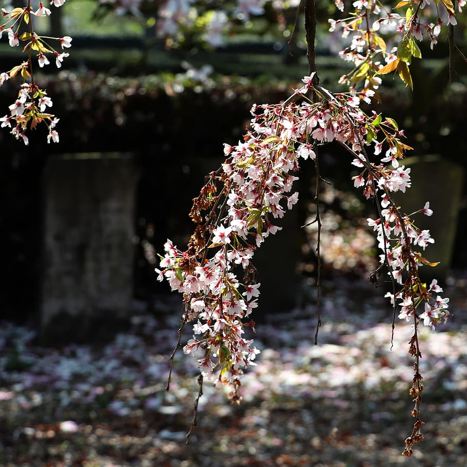 cemetery, grave, flowers, funeral, mourning, mystical, dark, HD wallpaper